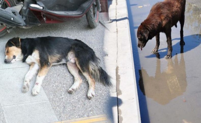 İzmir'de 'can dostlar'ın su çaresizliği